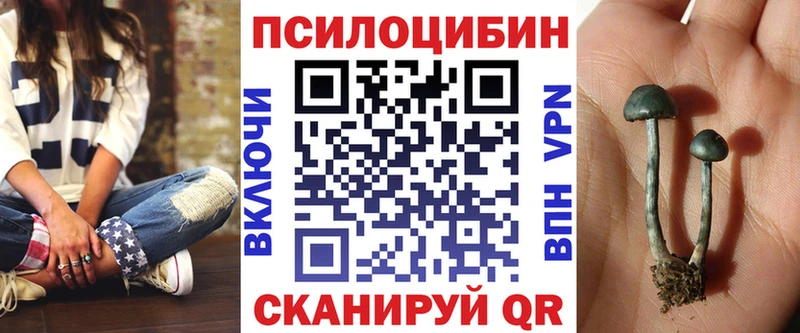 где найти   Чистополь  Псилоцибиновые грибы Psilocybe 